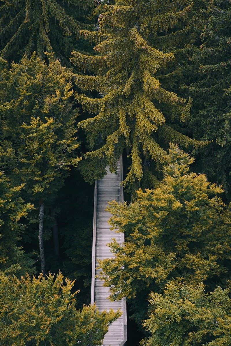 Mindful Strides in Nature